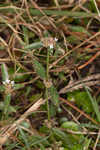 Woodland false buttonweed